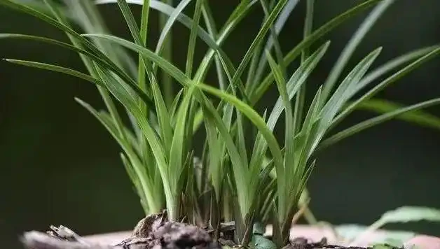 蘭花葉子發黃是怎麼回事?4種情況,簡單處理就治好