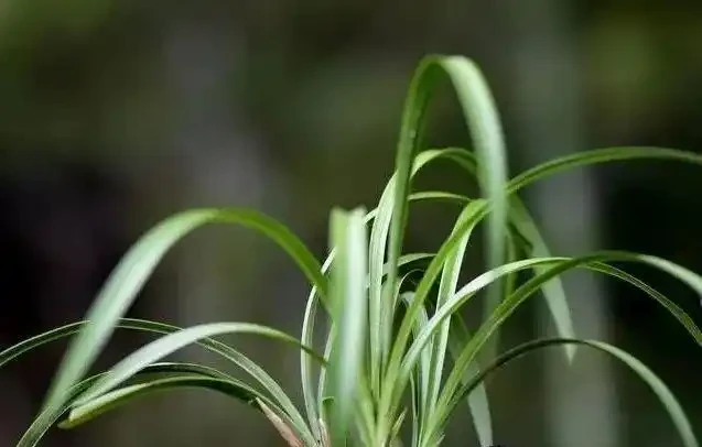 蘭花葉子發黃是怎麼回事?4種情況,簡單處理就治好