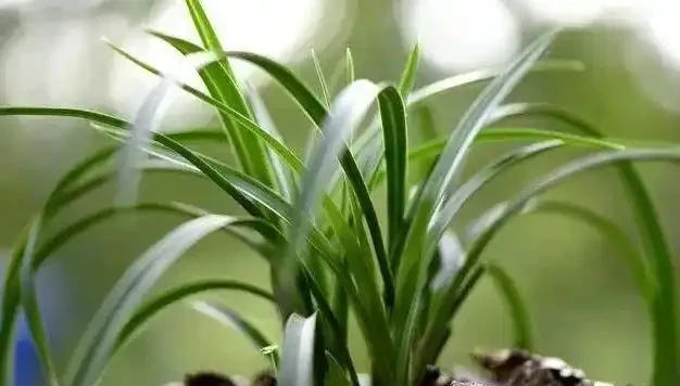 蘭花葉子發黃是怎麼回事?4種情況,簡單處理就治好