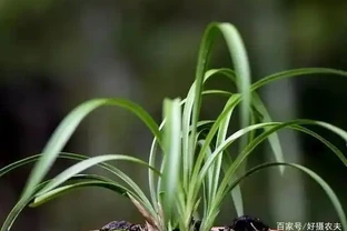 蘭花葉子發黃是怎麼回事？4種情況，簡單處理就治好