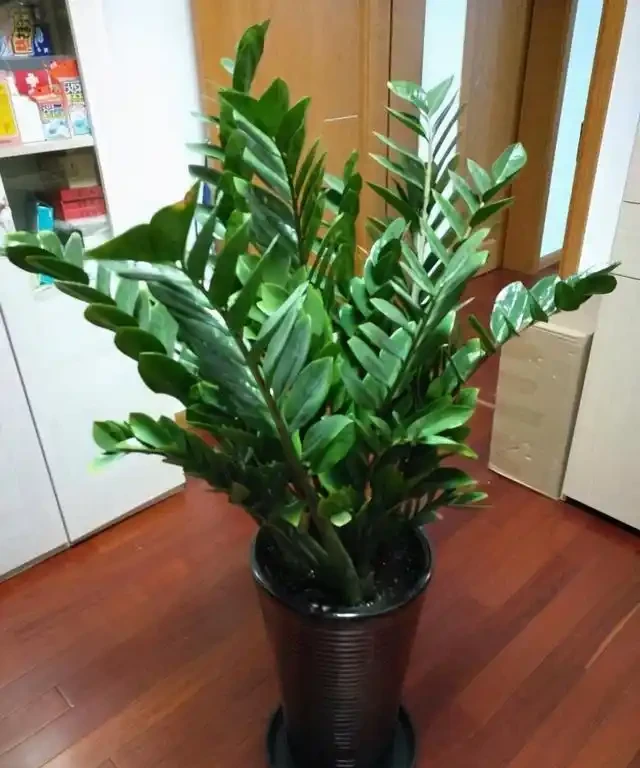 雪鐵芋非常乖巧，不易生病，給點肥料就能長