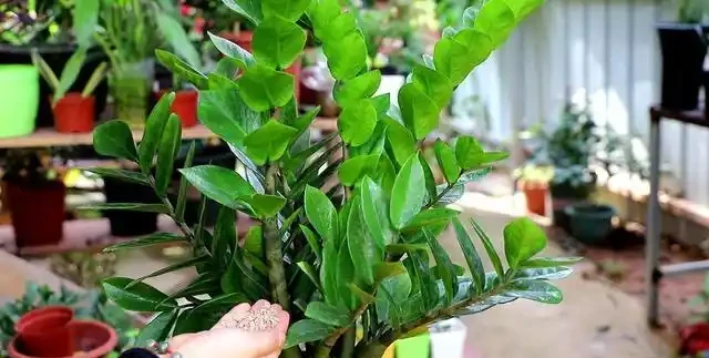 雪鐵芋非常乖巧，不易生病，給點肥料就能長