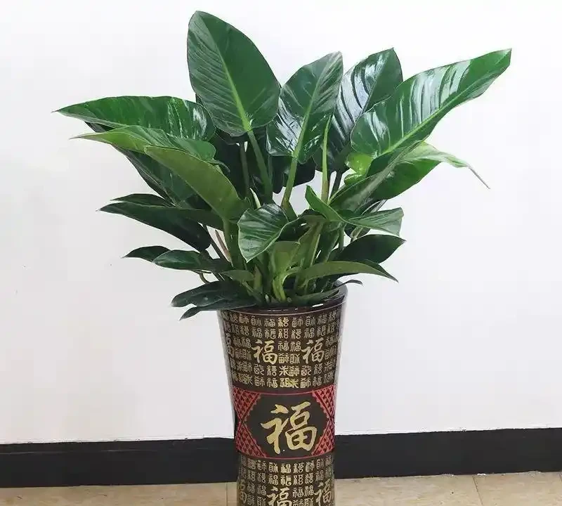 秋冬在家養盆金鑽，空氣清新身體好，典雅又大方！