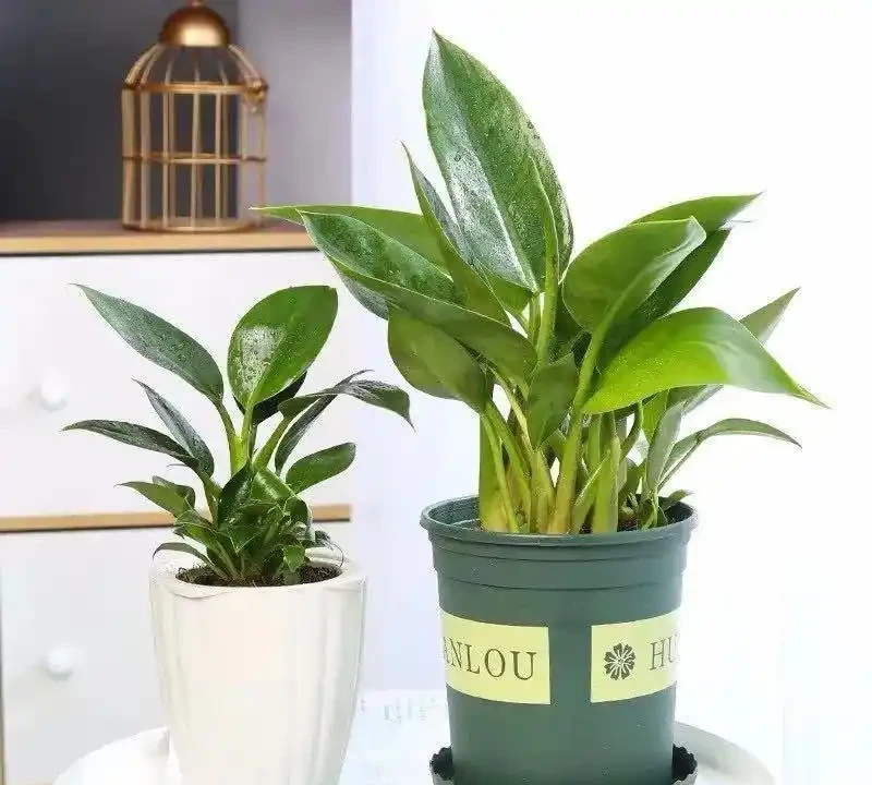 秋冬在家養盆金鑽，空氣清新身體好，典雅又大方！