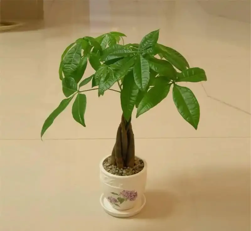 發財樹如何插枝能夠成活?