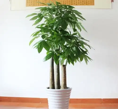 發財樹如何插枝能夠成活?