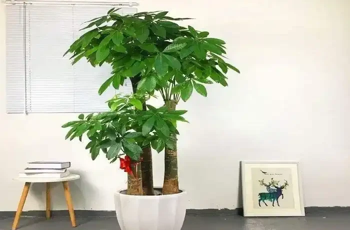 發財樹如何插枝能夠成活?