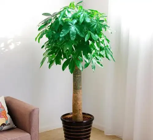 發財樹如何插枝能夠成活?