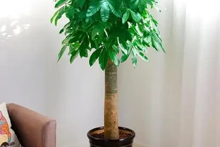發財樹如何插枝能夠成活？