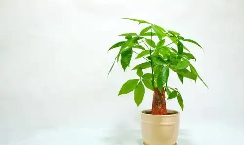 發財樹葉子打卷是怎麼回事，如何救治？