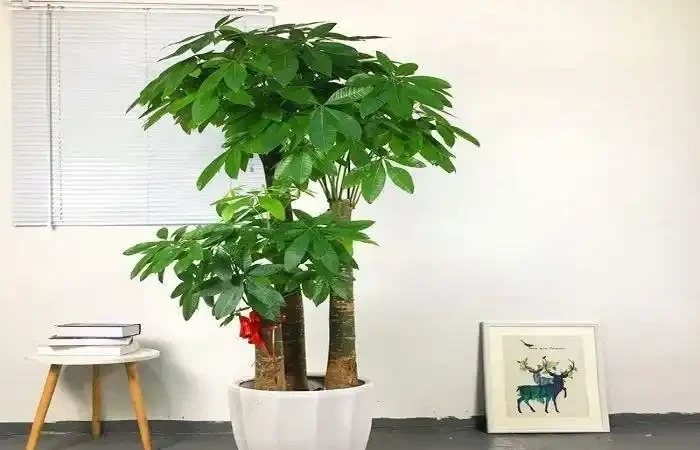 發財樹葉子打卷是怎麼回事，如何救治？