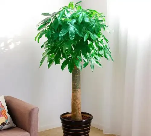 發財樹葉子打卷是怎麼回事，如何救治？