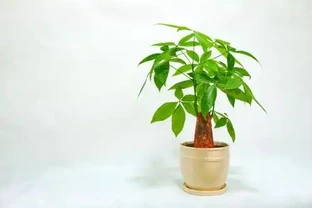 發財樹葉子打卷是怎麼回事，如何救治？