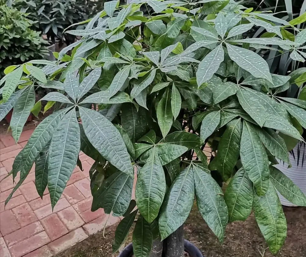 養發財樹，掌握好4個養護關鍵點，長得茂盛，葉子濃綠