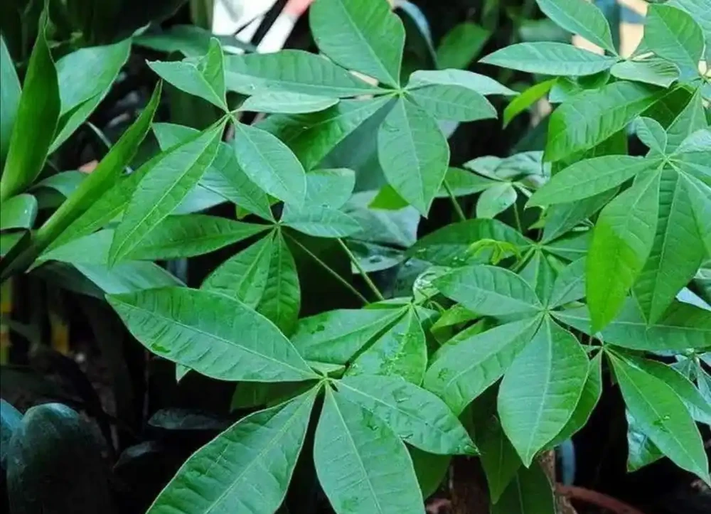 養發財樹，掌握好4個養護關鍵點，長得茂盛，葉子濃綠