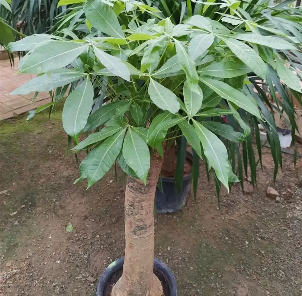 養發財樹，掌握好4個養護關鍵點，長得茂盛，葉子濃綠