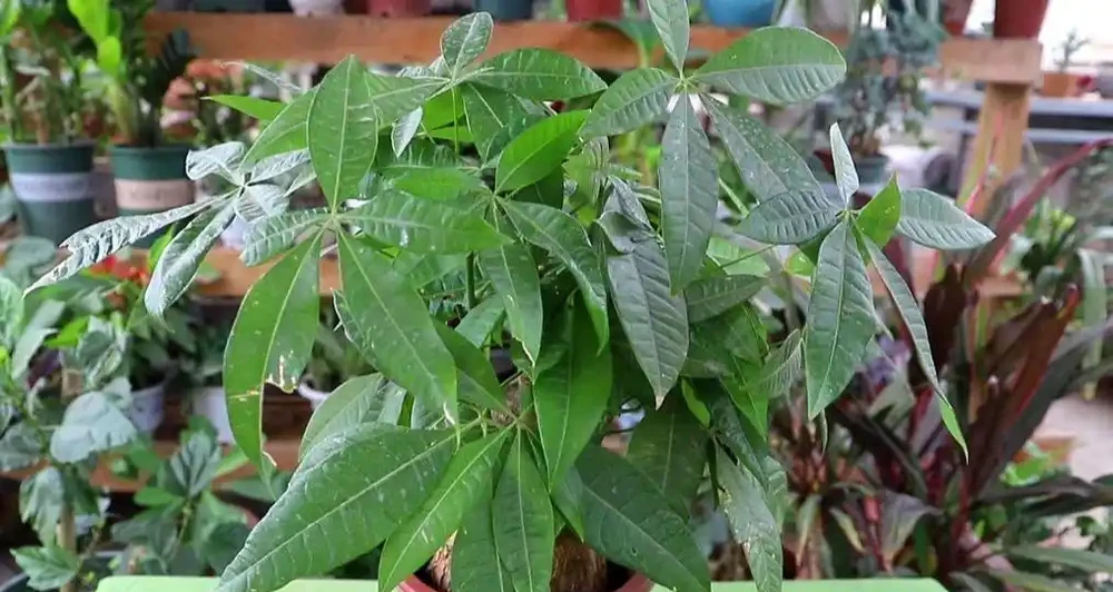 養發財樹，掌握好4個養護關鍵點，長得茂盛，葉子濃綠