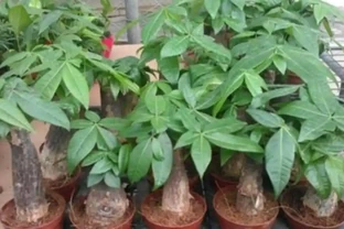 養發財樹，掌握好4個養護關鍵點，長得茂盛，葉子濃綠