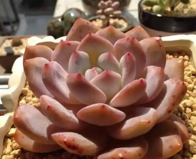 多肉植物一片又一片掉葉子?問題就出在這些地方,請對症自查