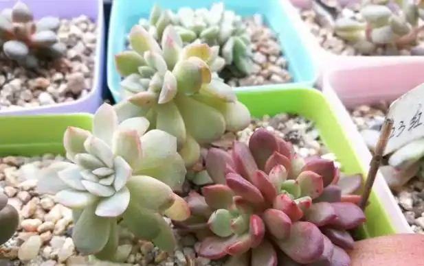 多肉植物一片又一片掉葉子?問題就出在這些地方,請對症自查