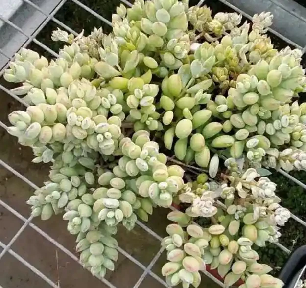 多肉植物一片又一片掉葉子?問題就出在這些地方,請對症自查