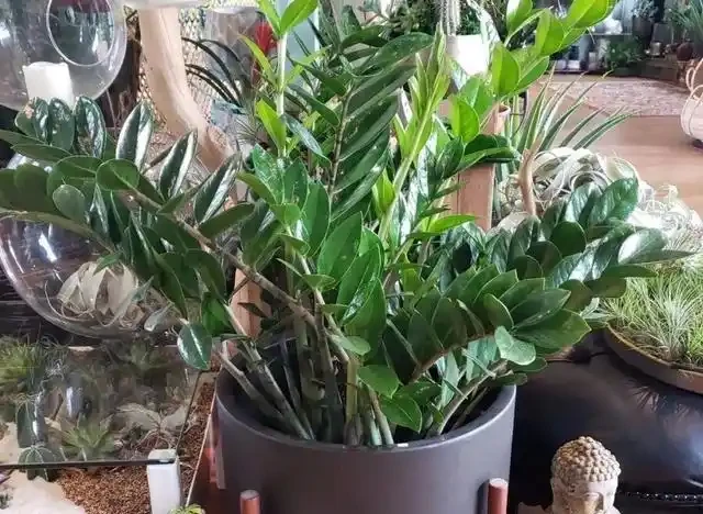 怕植物葉子不夠潔淨、翠綠有光澤?用這3款葉麵肥,效果一級棒