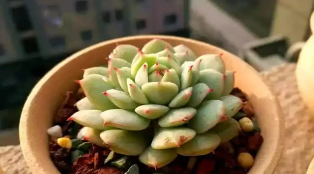 多肉植物一片又一片掉葉子?問題就出在這些地方,請對症自查