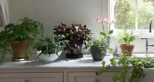 怕植物葉子不夠潔淨、翠綠有光澤?用這3款葉麵肥,效果一級棒