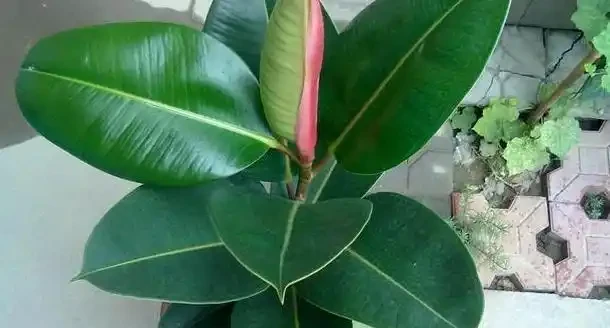 怕植物葉子不夠潔淨、翠綠有光澤?用這3款葉麵肥,效果一級棒