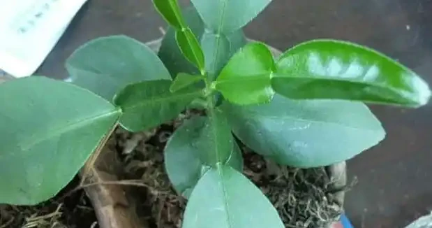 怕植物葉子不夠潔淨、翠綠有光澤?用這3款葉麵肥,效果一級棒