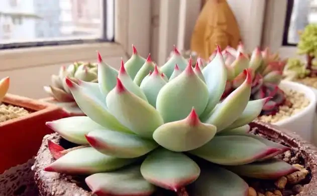多肉植物一片又一片掉葉子?問題就出在這些地方,請對症自查