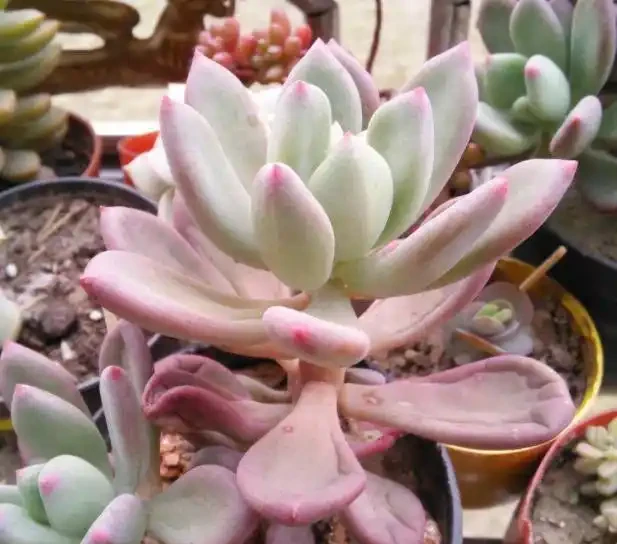 多肉植物一片又一片掉葉子?問題就出在這些地方,請對症自查