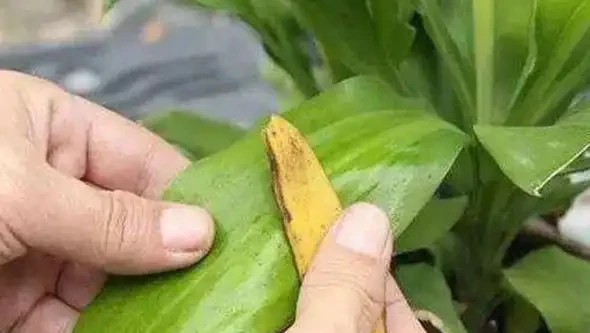 怕植物葉子不夠潔淨、翠綠有光澤?用這3款葉麵肥,效果一級棒