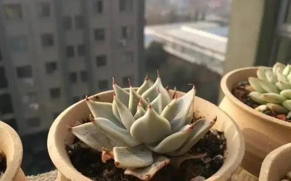 多肉植物一片又一片掉葉子?問題就出在這些地方,請對症自查