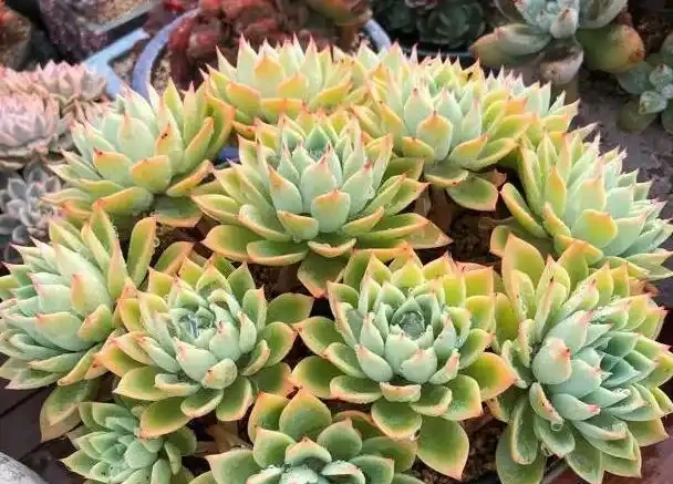 多肉植物一片又一片掉葉子?問題就出在這些地方,請對症自查