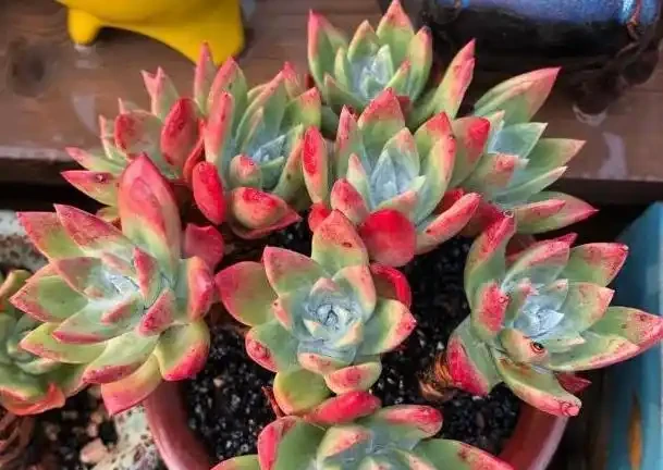 多肉植物一片又一片掉葉子?問題就出在這些地方,請對症自查