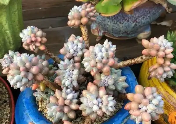 多肉植物一片又一片掉葉子?問題就出在這些地方,請對症自查