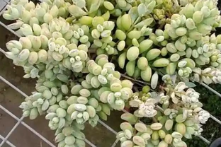 多肉植物一片又一片掉葉子？問題就出在這些地方，請對症自查