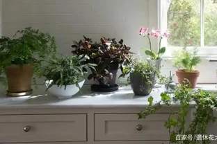 怕植物葉子不夠潔淨、翠綠有光澤？用這3款葉麵肥，效果一級棒