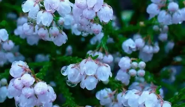 北方寒冷養花易凍死?選這15種耐寒花,不僅耐低溫,而且開花美