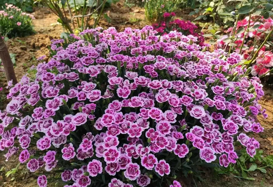 北方寒冷養花易凍死?選這15種耐寒花,不僅耐低溫,而且開花美