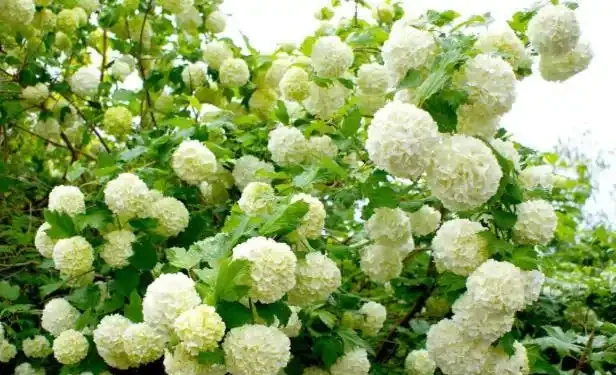 北方寒冷養花易凍死?選這15種耐寒花,不僅耐低溫,而且開花美