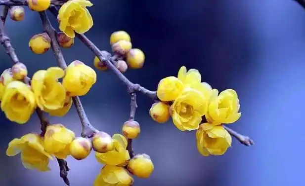 北方寒冷養花易凍死?選這15種耐寒花,不僅耐低溫,而且開花美