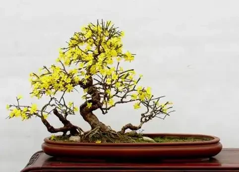 北方寒冷養花易凍死?選這15種耐寒花,不僅耐低溫,而且開花美