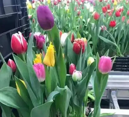 北方寒冷養花易凍死?選這15種耐寒花,不僅耐低溫,而且開花美