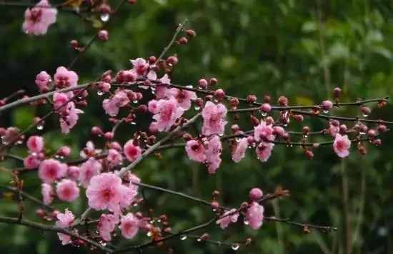 北方寒冷養花易凍死?選這15種耐寒花,不僅耐低溫,而且開花美