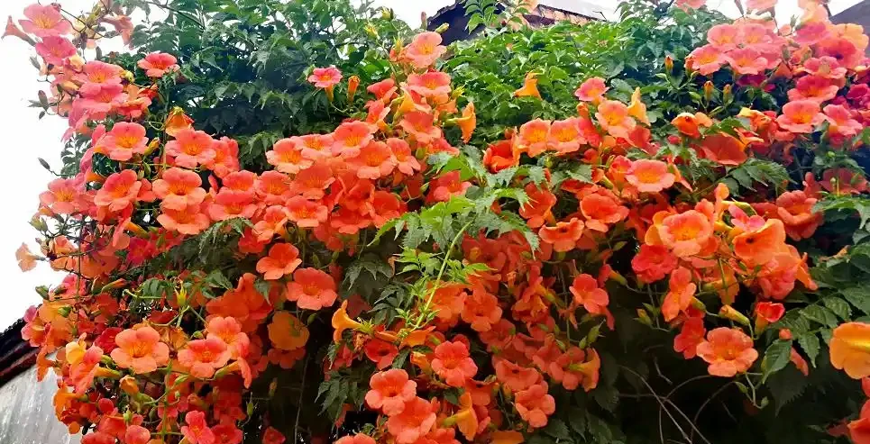 北方寒冷養花易凍死?選這15種耐寒花,不僅耐低溫,而且開花美