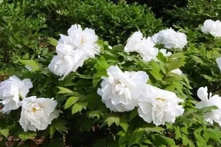 北方寒冷養花易凍死？選這15種耐寒花，不僅耐低溫，而且開花美