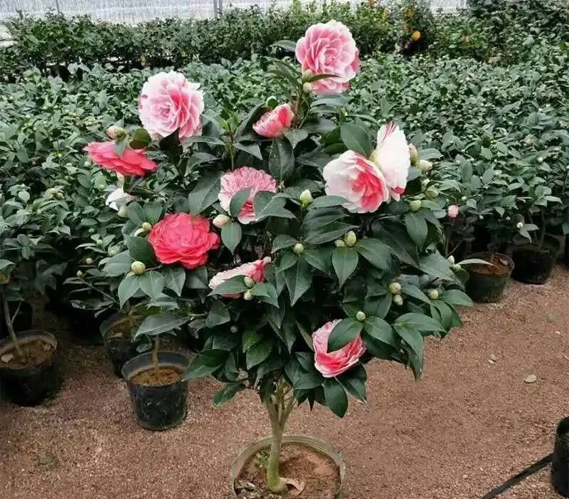 花市買茶花,回家一定要換土,「中間」有門道,不換土養不活