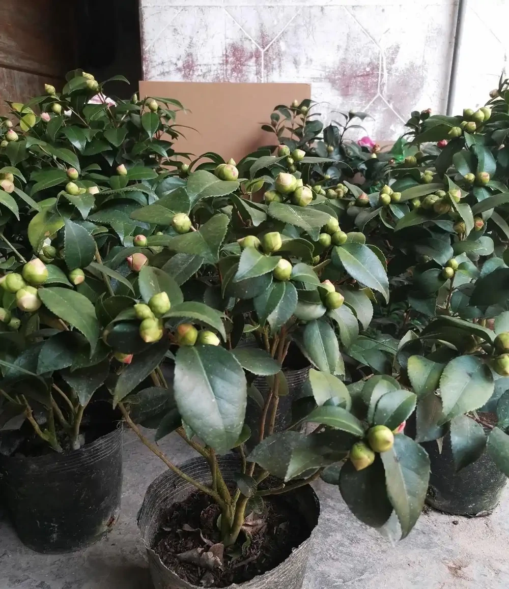 花市買茶花,回家一定要換土,「中間」有門道,不換土養不活